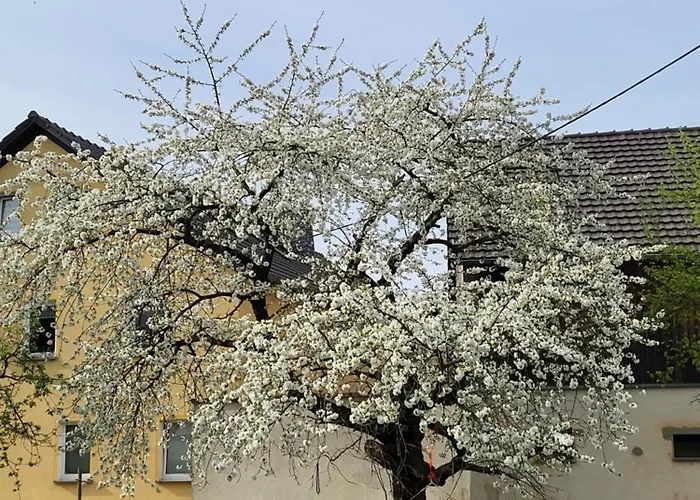 Im Sanierten Denkmal Max 3 Personen Fewo1 * بيشوفسفيردا